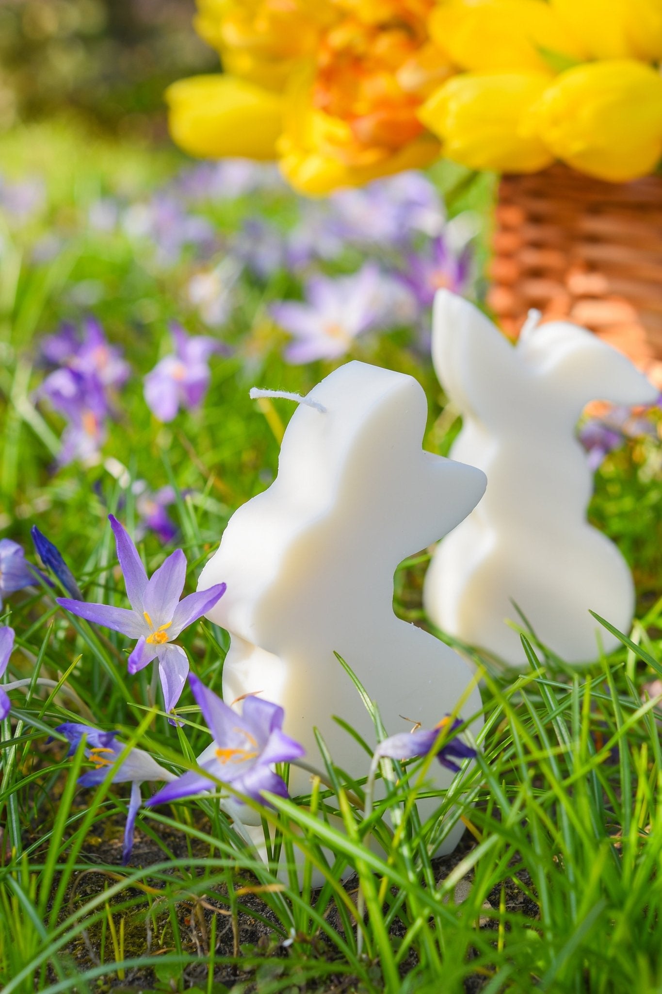 bunny family - scnts