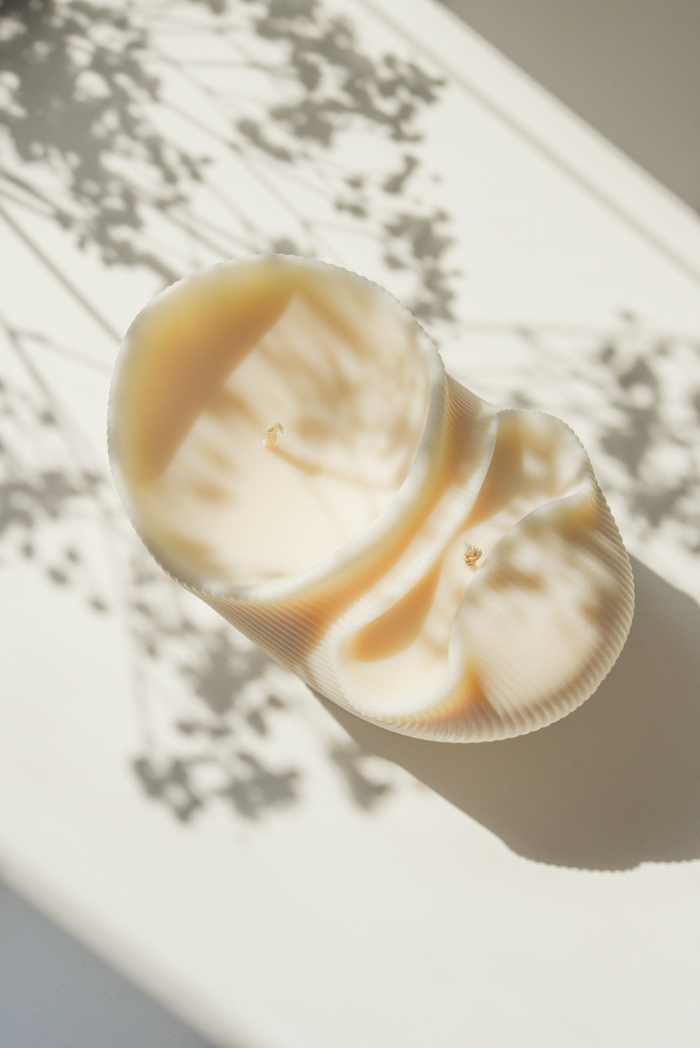 seashell - scnts